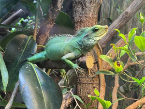 FOTOGALERIE: Co dělají zvířata v brněnské zoo, když prší? Podívejte se