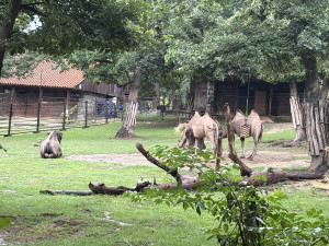 FOTOGALERIE: Co dělají zvířata v brněnské zoo, když prší? Podívejte se
