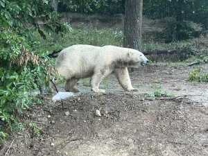 FOTOGALERIE: Co dělají zvířata v brněnské zoo, když prší? Podívejte se