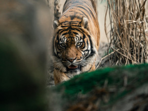 Brněnská zoo očekává přírůstky. Vyhlíží opice dželady i tygra sumaterského