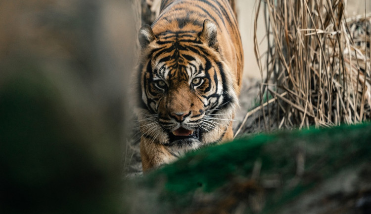 Ilustrační fotografie