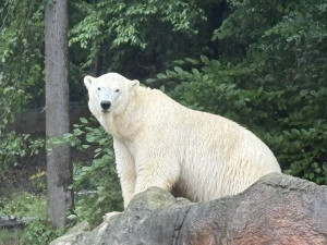 Brněnská zoo byla vyslyšena. Plánované novinky vrátí zahradu zpátky mezi turistické oblíbence