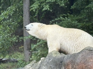 Brněnská zoo byla vyslyšena. Plánované novinky vrátí zahradu zpátky mezi turistické oblíbence
