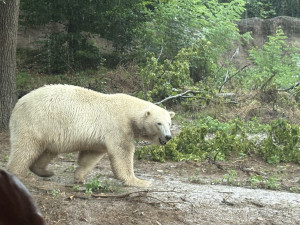 Brněnská zoo byla vyslyšena. Plánované novinky vrátí zahradu zpátky mezi turistické oblíbence