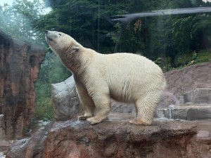 Brněnská zoo byla vyslyšena. Plánované novinky vrátí zahradu zpátky mezi turistické oblíbence