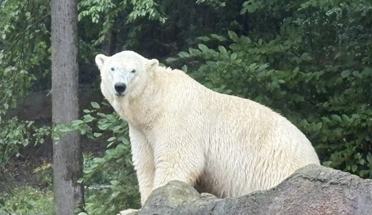 Brněnská zoo byla vyslyšena. Plánované novinky vrátí zahradu zpátky mezi turistické oblíbence