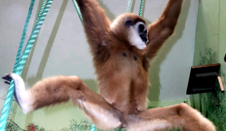 Hodonínská gibonka se stěhuje za samcem do Francie