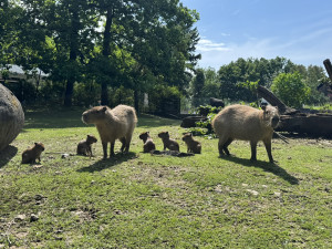 Brněnská zoo slaví kapybaří přírůstky. Ve výběhu řádí hned šest mláďat