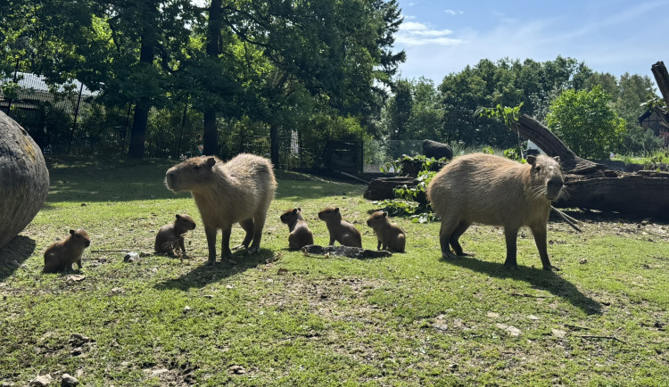 Brněnská zoo slaví kapybří přírůstky. Ve výběhu řádí hned šest mláďat najednou