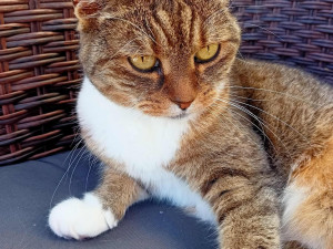 Kam o víkendu na jižní Moravě? Na kočičí bazárek nebo na šermíře