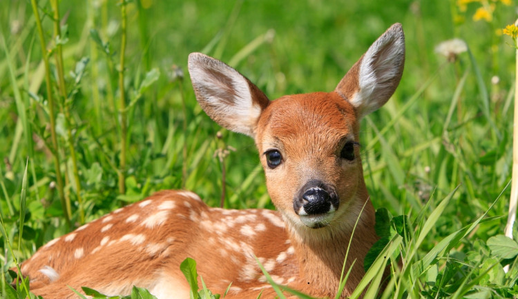 Pomozte zachránit srnčata! Myslivecký spolek shání peníze na pořízení dronu