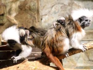 Hodonínská zoo slaví přírůstky, přišla na svět dvojčata tamarínů pinčích