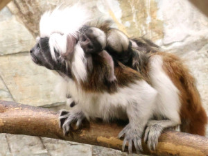 Hodonínská zoo slaví přírůstky, přišla na svět dvojčata tamarínů pinčích