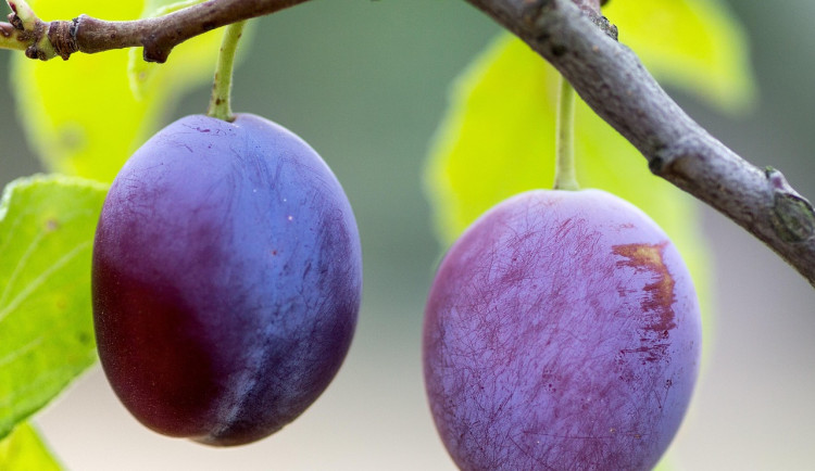 Ilustrační fotografie