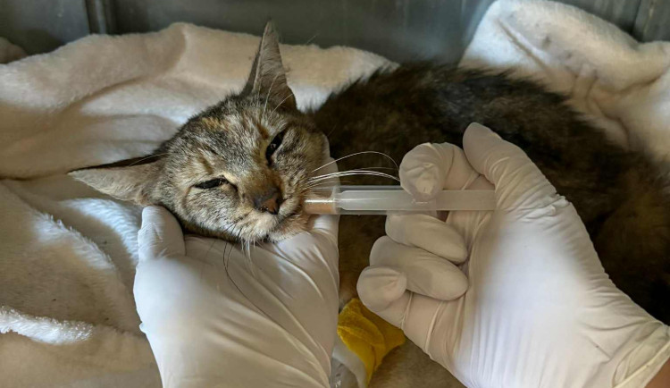 VIDEO: V domě po mrtvé majitelce objevili týrané kočky. Některé trápení nepřežily