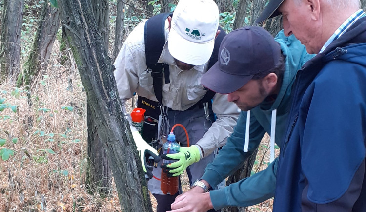 Invazní dřeviny ohrožují hráze Nových Mlýnů. Vodohospodáři je likvidují 