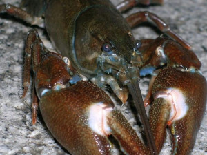 rak signální, foto: Martin Čížek