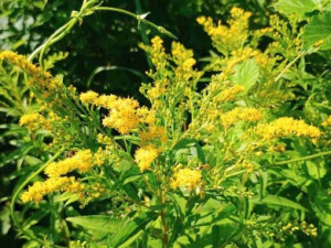 zlatobýl kanadský, foto: Martin Sobala