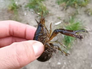 rak mramorovaný, foto: Martina Vočadlová