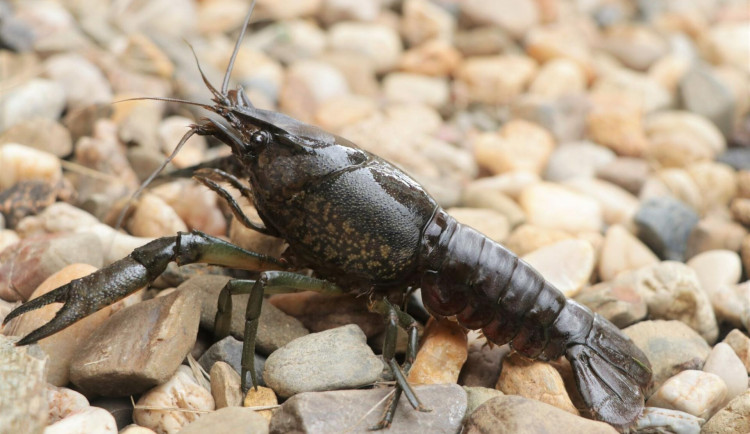 Rak mramorovaný je jedním z nejobávanějších invazních druhů živočichů, kterého aktuálně v Evropě máme.