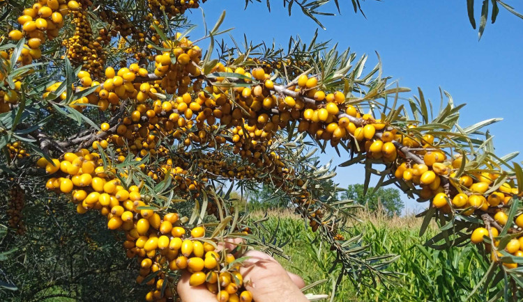 Ilustrační fotografie