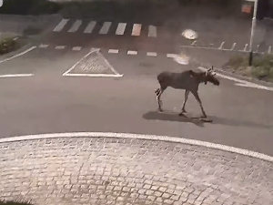 Morava Emilovi nestačila. Los se procházel po Břeclavi, odešel do Rakouska