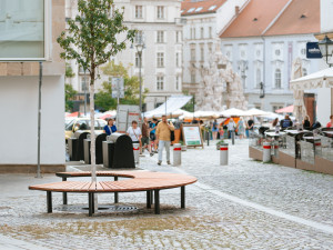 Ve Starobrněnské ulici roste odolná ambroň, vystřídala chřadnoucího předchůdce