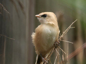 Chovatelé v brněnské zoo se radují z desítek opeřených přírůstků