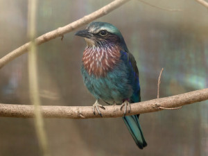 Chovatelé v brněnské zoo se radují z desítek opeřených přírůstků