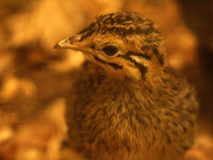 Chovatelé v brněnské zoo se radují z desítek opeřených přírůstků