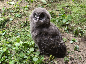 Chovatelé v brněnské zoo se radují z desítek opeřených přírůstků