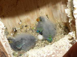 Chovatelé v brněnské zoo se radují z desítek opeřených přírůstků