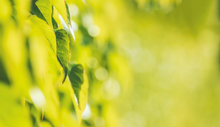 Žena prý otrhávala veřejnou zeleň kvůli drogám