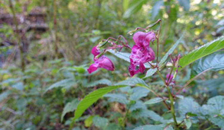 Ochranáři v Podyjí opět likvidovali invazní rostlinu netýkavku žláznatou