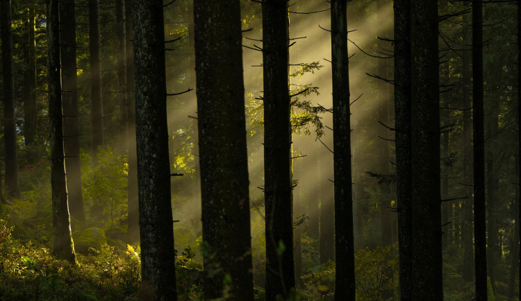Lesy města Brna měly loni zisk 3,1 milionu Kč. To je nejnižší za mnoho let