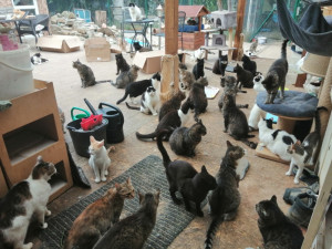 Rekordní léto pro Kryšpína. Brněnský spolek podpořil stovky koček a začal kastrovat