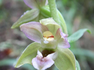 FOTO: Blansko má novou přírodní rezervaci. Jde o staré listnaté lesy v Olešné