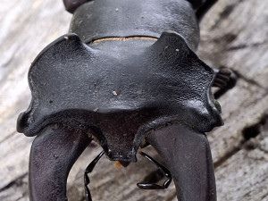 FOTO: Blansko má novou přírodní rezervaci. Jde o staré listnaté lesy v Olešné