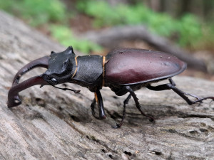 FOTO: Blansko má novou přírodní rezervaci. Jde o staré listnaté lesy v Olešné