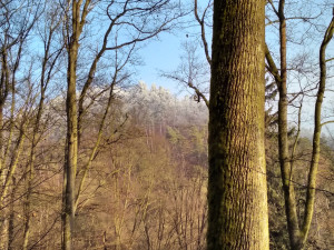 FOTO: Blansko má novou přírodní rezervaci. Jde o staré listnaté lesy v Olešné