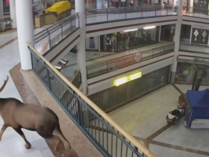 Losa Emila v Rakousku milují. Nákupní centrum ho proměnilo v reklamní hvězdu