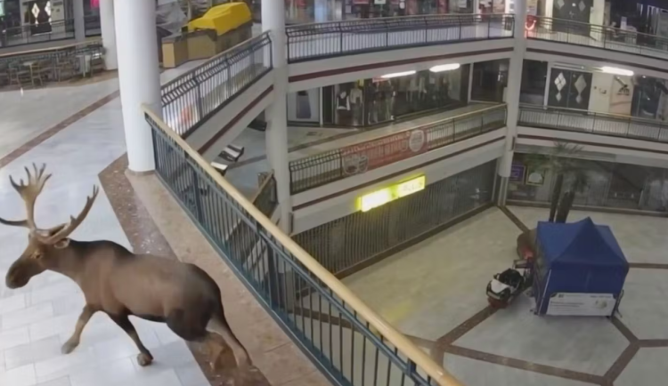 Losa Emila v Rakousku milují. Nákupní centrum ho proměnilo v reklamní hvězdu