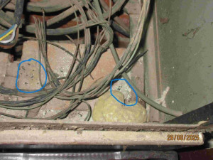 Nepořádek, mrtvé myši a plesnivé suroviny. Inspektoři zavřeli pivnici v Brně