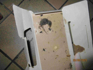 Nepořádek, mrtvé myši a plesnivé suroviny. Inspektoři zavřeli pivnici v Brně