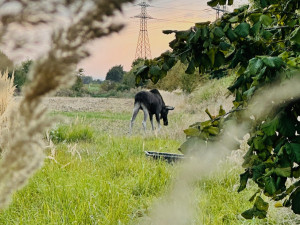 Emilovi v Rakousku asistovali hasiči, prý kulhá. Lidé mají o losa obavy