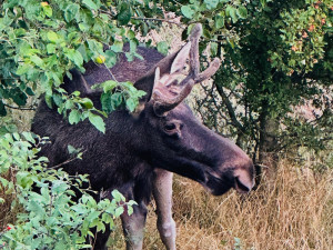 Emilovi v Rakousku asistovali hasiči, prý kulhá. Lidé mají o losa obavy