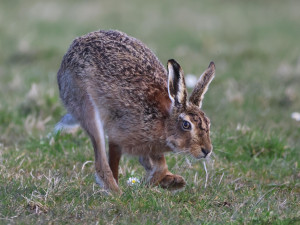 U uhynulých zajíců na Znojemsku se potvrdila myxomatóza, uvedli veterináři