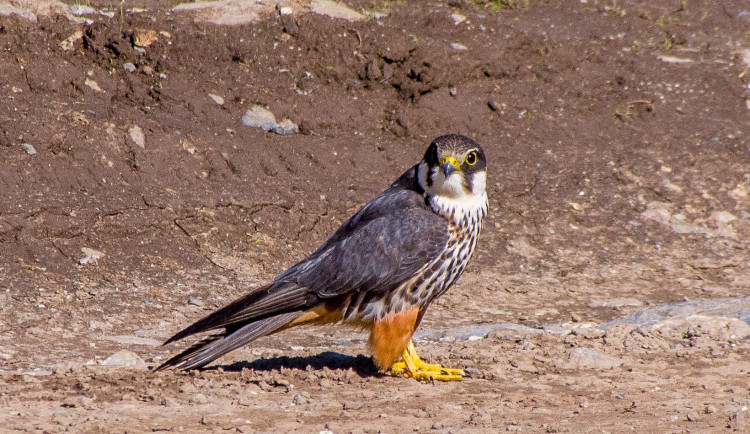 Ostříž lesní - ilustrační foto