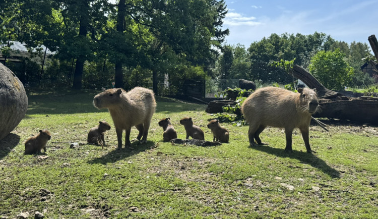 Asi osm set adoptivních rodičů přispěje brněnské zoo přes dva miliony korun ročně
