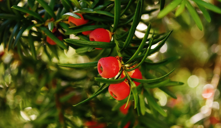 Ilustrační fotografie